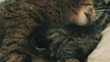 Sevimli kedi yavrusu ve şefkatli anne kedi. Anne kedi yavrularını yumuşak bir yatak 45 'liği görüntüsüyle tımar ediyor.