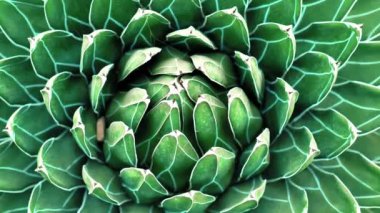 Agave yakın çekim. Yeşil sulu arka plan. Kraliçe Victoria Agava. Kuraklığa Dayanıklı Sulu Bitkiler. Yüksek kalite 4k görüntü