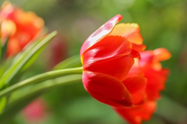 Lale çiçeği. Sıcak renklerde çiçek bahar duvar kâğıdı. Turuncu Terry laleleri. Çiçek kartı. Güneşli bir bahar bahçesinde narin somon renkli laleler. Laleli makro kart. Uzun ömürlü çiçekler.. 