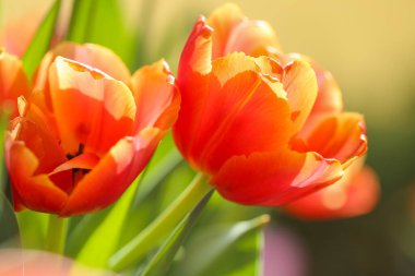 turuncu laleler. Bahçe bahçesinde narin somon renkli laleler. Çiçekli bahar duvar kâğıdı. Lale makrosu olan kart. Uzun ömürlü çiçekler.. 