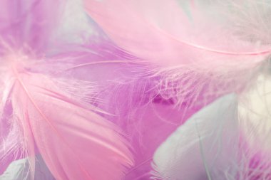  Tüyler Pastel Arkaplan. Pembe ve Beyaz Tüy Dokuları. Yumuşak Pembe Tüyler. Pembe, mor ve mavi tüyler.