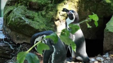 Hayvanat bahçesindeki penguenler. Bir çift sevimli penguen güneşin tadını çıkarıyor. Deniz hayvanlarının temsilcileri. 4k görüntü