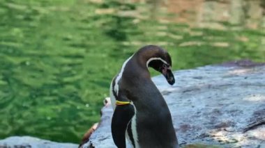 Penguenler tüylerini hayvanat bahçesinde su kenarında temizlerler. Penguen hijyeni. Uçamayan su kuşları. Siyah beyaz su kuşları. Denizlerin ve okyanusların sakinleri. 4k görüntü