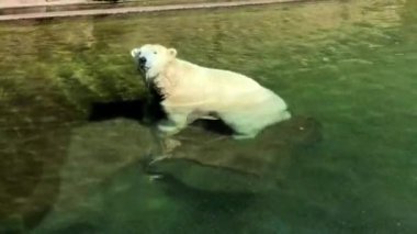 Sudaki beyaz kutup ayısı. Hayvanat bahçesindeki ayılar. Beyaz ayı banyo yapıyor..