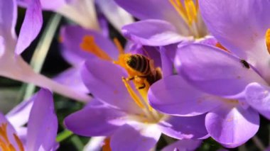 Crocus Çiçeği. Pring Flora. İlk bahar çiçekleri. Bahar bahçesinde çiçek açan timsahlar. Parlak gün ışığında.