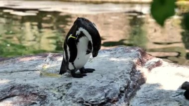 Hayvanat bahçesindeki penguen. Uçamayan deniz kuşları. Siyah beyaz su kuşları. Denizlerin ve okyanusların sakinleri. 4k görüntü