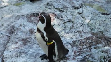 Hayvanat bahçesindeki göletin yanındaki kayanın üzerinde halka şeklinde bir penguen. Uçamayan su kuşları. Siyah beyaz su kuşları. Deniz ve okyanusların sakinleri. Sevimli komik penguenler güneşleniyor.