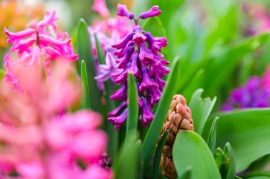 Sümbül çiçekleri duvar kağıdı. Bloom 'da canlı sümbül çiçekleri. Renkli Sümbül çiçeklerinin yakın çekimi. Çiçeklerin güzel bahar arkaplanı..