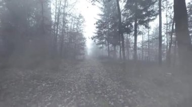 Ormanda sis var. Gizemli bir atmosfer. Çıplak bir sonbahar ormanında beyaz sis. Karanlık mistisizm. Soğuk bulutlu bir ruh hali. Zaman akışı başladı. 4k görüntü