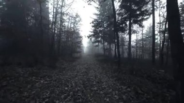 Ormanda kayboldum. Ormanda sis. Koyu renk düzeni. Gizemli bir atmosfer. Ormanda birini arıyor. Karanlık mistisizm. Soğuk bulutlu bir ruh hali. Zaman akışı başladı. 4k görüntü