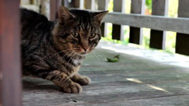 Tekir kedi yemek yiyor. Kedileri besliyor. Gri bir kedi portresi. Kediler bakar. Evcil kediler.. 