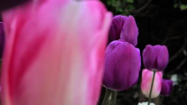  Bahar bahçesinde mor laleler. Bahçedeki leylak laleleri ve manzara tasarımı. Uzun ömürlü soğan çiçekleri, pembe çiçekler, güzel çiçek arkaplanı.. 