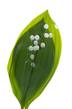 Vadi çiçeklerinin zambakları beyaz arka planda izole edilmiş. Mayıs 'ın beyaz çanları açıyor. Beyaz mayıs yeşil yapraklı bahar çiçekleri. Rhizomatöz bitkisel çiçekler..