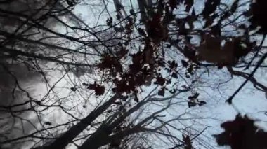 Sis içindeki ağaç dalları. Alt manzara. Mistik orman, ağaçlar. Mistik atmosfer. Ormanda kaybolmuş. Ormanda birini arıyorum. Gizemli bir atmosfer. Koyu renk düzeni. 4k görüntü