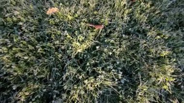 Mavi puantiyeli, mavi puantiyeli kekler. Dönüşümlü. Havadar, lezzetli porsiyonlu pastalar. Kremalı pasta çeşitleri. Tatlı hamur işleri ve tatlılar. Çikolata çeşitleri. 4k görüntü