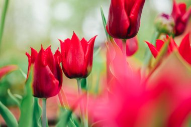 Red tulips in a spring garden. Bordeaux spring bulbous flowers in garden design. Lily flowered red tulip close-up. clipart