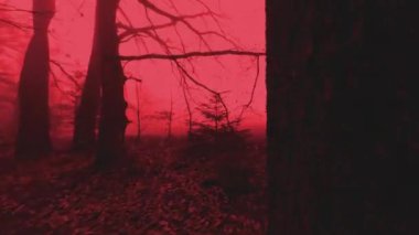 Kızıl mistik orman. Kırmızı sisli karanlık ağaç siluetleri. Atmosferin karanlık mistisizmi. Tehlike ve korku atmosferi. 4k görüntü