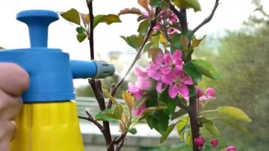 Bahçede çiçek açan meyve ağaçlarının hijyenik tedavisi. Haşereler ve hastalıklar olmadan sağlıklı bir bahçe. Elma ağaçları için mantar spreyi. 