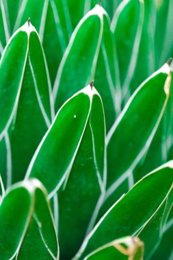 Kraliçe Victoria Agave. Agave Bitki Yeşilliği. Yeşil Sulu Özgeçmiş. Kuraklığa Dayanıklı Sulu Bitkiler. 