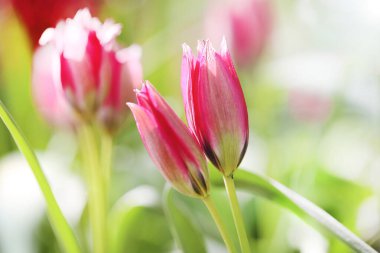 Botanik pembe laleler. Çiçek duvar kağıdı. Çiçek kartı. Güneş ışınlarındaki doğal vahşi laleler. Çuha çiçekleri. Uzun ömürlü çiçekler..
