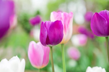 Bahar bahçesinde mor ve pembe laleler. Laleler çiçek açar. Bahçedeki laleler ve manzara tasarımı. Uzun ömürlü soğan çiçekleri. Pembe çiçekler. Çiçek arkaplanı.