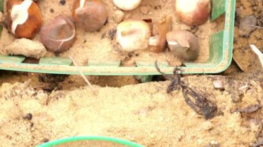 Lale soğanları, tohum sepetlerinin içinde toprağa gömülür. Uzun ömürlü çiçek dikme süreci. Bahçe düzenleme süreci. 4k görüntü