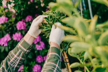 Öonymuslu eldivenli bir bahçıvanın ellerindeki Euonymus Fortei standart formu. Bitmeyen yeşil çalıları büyütmek ve budamak. Bahçe bahar işleri. Peyzaj tasarım fabrikası.