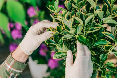 Bahçe bahçesindeki bahçıvanın eldivenli ellerinde Euonymus Fortei standart formu. Öonymuss 'tan tüberküloz. Bitmeyen yeşil çalıları büyütmek ve budamak. Bahçe tasarım ilkbahar işleri.
