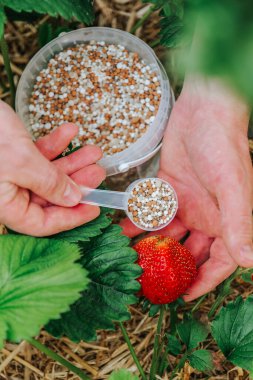 strawberry berries and fertilizer granules in hands.Gardener Measuring Fertilizer for Strawberry Plant. Organic bio fertilizers granules for strawberries.Growing farm organic strawberries.Eco clipart