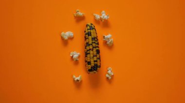 Patlamış mısır durdurma hareketi. Mısır ve patlamış mısırdan oluşan bir kulağa el basımı. Patlamış mısır yapıyor..