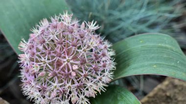Allium karataviense.Yuvarlak başlı soğan çiçekli Alliacea ailesi. Dekoratif mor soğan yaz bahçesinde ellerindedir. Kadınların elinde çiçek açan bir soğan bulunur. Leylak rengi gölgeli çiçek görüntülerinde ampul gibi çiçekler.