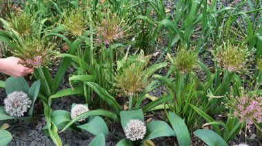 Allium schubertii ve Allium karataviense ve allarium.yuvarlak uçlu soğan çiçekli Alliaceae familyası. 4k görüntü