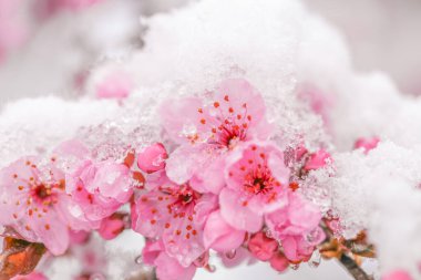 Pembe ve mor renklerde çiçek açan arkaplan. Karla kaplanmış pembe çiçekler. Karla kaplanmış erik çiçeği. Güzel bir bahar duvar kağıdı. Eriğin çiçekleri karlı havada..