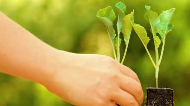 Kohlrabi fideleri. Yeşil lahana fideleri. Dişi eller yeşil arka planda kohlrabi fideleri olan bardakları alır. 4k görüntü