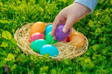 Bahar bahçesinde yeşil yonca içinde Paskalya Yumurtası Avı. Katolik ve Hıristiyan geleneği. Renkli Paskalya yumurtası bulmak ve biriktirmek. Bahar bahçesinde saman ve paskalya yumurtası ile hasır sepet.