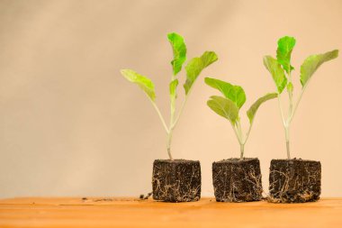 Bej bir arka planda, Toprak Saksılar 'daki Ahşap Tablo' daki Genç Seedling 'ler. Bahçede sebze yetiştirmek. Tarım ve organik tarım. Kök sistemli tohumlar ahşap masaya dizilmiş.
