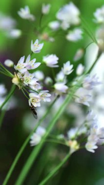 Allium triquetrum üç köşeli pırasa. Çiçek açan beyaz soğanlar üzerinde arılar. Dikey video. Güneşli bir bahar bahçesinde çiçek açan beyaz süslemeli soğan. 4k görüntü