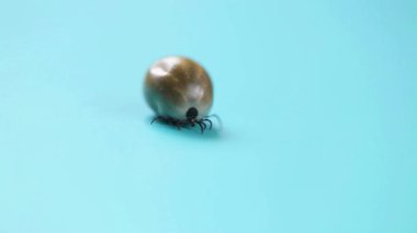 Mavi arka planda Mite makro. Tehlikeli böcek. Sürünen kene. 4k görüntü