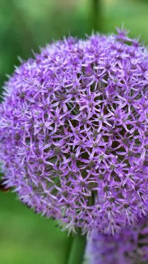 Allium Gladyatör Ailesi Alliacea. Dikey video. Soğan çiçekleri. Mor soğanlı Gladyatör. Soğan çiçeklerinin yuvarlak mor başlıkları kapanır. Leylak tonlarında ampul gibi çiçekler. 4k görüntü