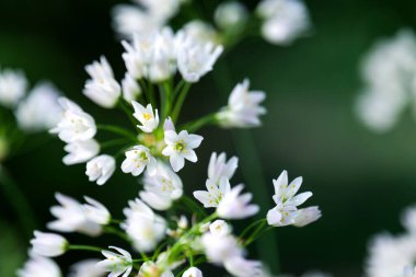 Yeşil Arkaplanda Beyaz Çiçekler. Allium triquetrum üç köşeli pırasa. Yumuşak Odaklı Beyaz Soğan Çiçekleri. Bahar bahçesinde beyaz çiçekler..