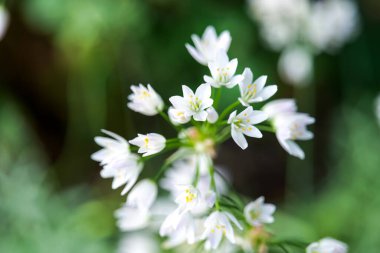 Allium triquetrum üç köşeli pırasa. Yumuşak Odaklı Beyaz Soğan Çiçekleri. Bahar bahçesinde beyaz çiçek. Güzel bir arka plan..