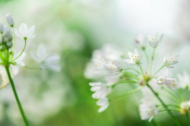 Allaryum arka plan. Allium triquetrum üç köşeli pırasa. Yumuşak Odakta Beyaz Çiçekler. Bahar bahçesinde çiçek açan beyaz süslemeli soğan.