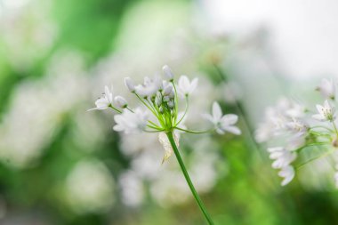 Soğan çiçekleri beyaz. Allium triquetrum üç köşeli pırasa. Yumuşak Odaklı Beyaz Çiçekler. Güneşli bir bahar bahçesinde açan beyaz süslemeli soğan.