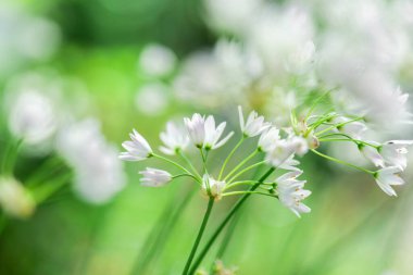 Yeşil Arkaplanda Beyaz Çiçekler. Allium triquetrum üç köşeli pırasa. Yumuşak Odaklı Beyaz Çiçekler. Bahar bahçesinde çiçek açan beyaz süslemeli soğan..