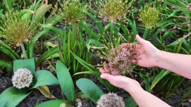 Allium schubertii. Soğan çiçekleri. Uzun ömürlü soğan çiçekleri. Dekoratif mor kabarık soğan yaz bahçesinde ellerde..