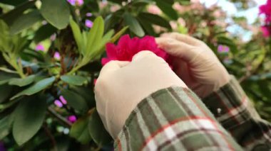 Bahar mevsiminde Rhododendronlar. Bahçıvan bahçıvan, bahçıvan bahçesinde pembe rhododendron çiçeklerini inceliyor. Her zaman çiçek açan çalılar. Mayıs 'ta bahçedeki kareli gömlekli bahçıvanın ellerinde pembe rhododendron çiçeği..