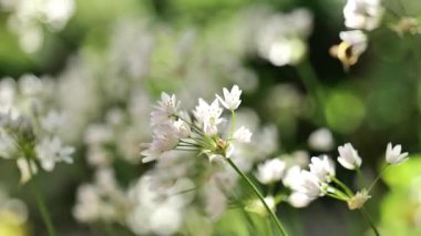 Allaryum arka planı. Allium triquetrum üç köşeli pırasa. Güneşli bir bahar bahçesinde çiçek açan beyaz süslemeli soğan. Çiçekli doğa arka planı. Uzun ömürlü bahar çiçekleri..