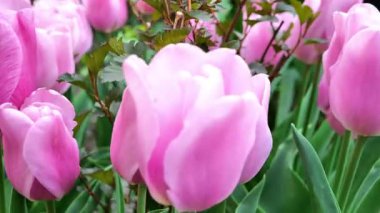 Bahçe bahçesindeki pembe laleler. Çiçek duvar kağıtları. Bahçedeki laleler ve manzara tasarımı. Uzun ömürlü çiçekler. 4k görüntü