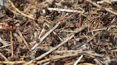 Karınca yuvasında hareket eden karıncalar. Doğal ortamlarındaki böcekler. Kalabalık, koşuşturma ve koşuşturma sembolü. 4k görüntü