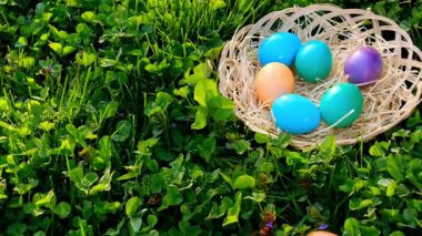 Paskalya Yumurtası Avı. Güneşin altında kalın yeşil yoncalarla dolu bir sepet Paskalya yumurtası. 4k görüntü